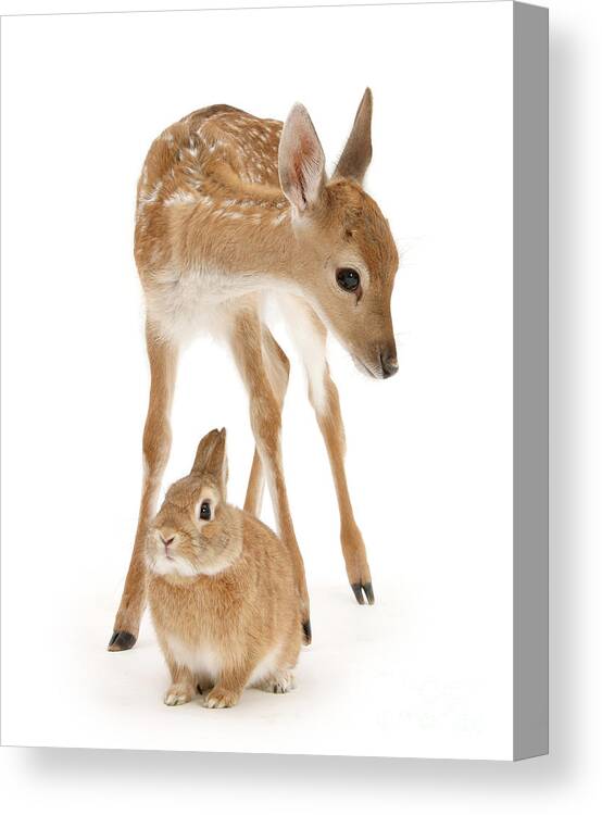 Fallow Deer Canvas Print featuring the photograph Bambi and Thumper by Warren Photographic