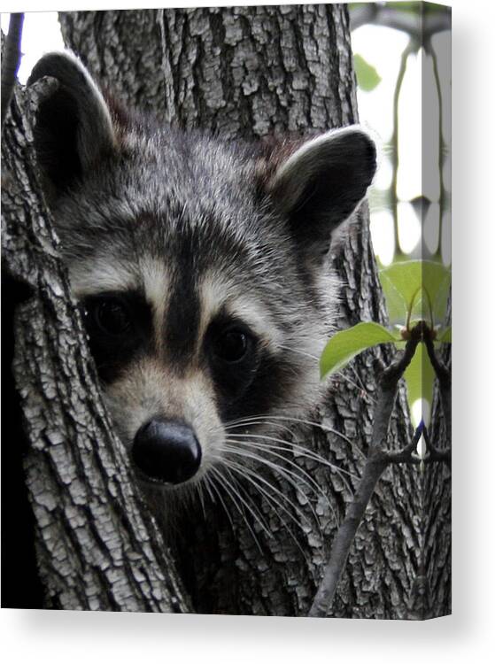 Racoon Canvas Print featuring the photograph Bandit by Regenia Brabham