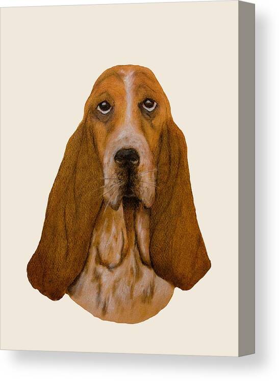 Drawing Canvas Print featuring the drawing Basset Hound Portrait by John Stuart Webbstock