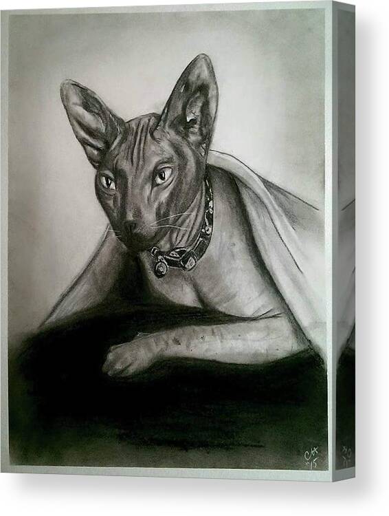 Hairless Cat. Cat Canvas Print featuring the drawing Battman by Carole Hutchison