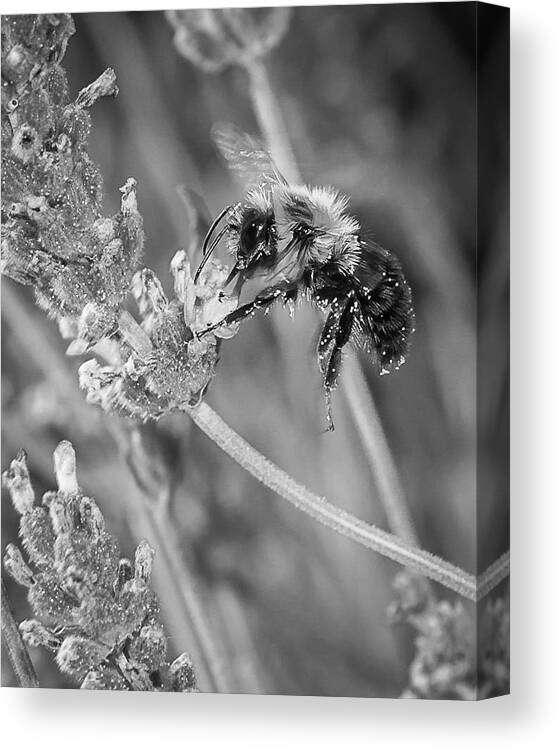 Bumblebee Canvas Print featuring the photograph Bee Works Lavender by Len Romanick