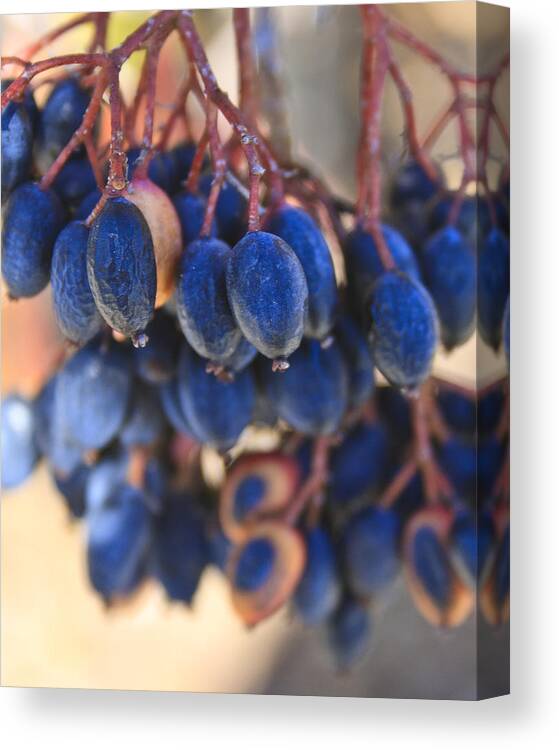 Berries Canvas Print featuring the photograph Berries Blue Too by Scott Wood