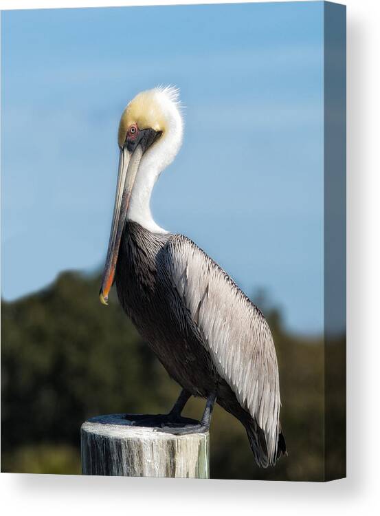 Pelican Canvas Print featuring the photograph Biloxi Pelican by Don Schiffner