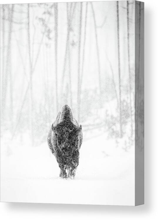American Bison Canvas Print featuring the photograph Bison Bull in Snowstorm 2 by Max Waugh