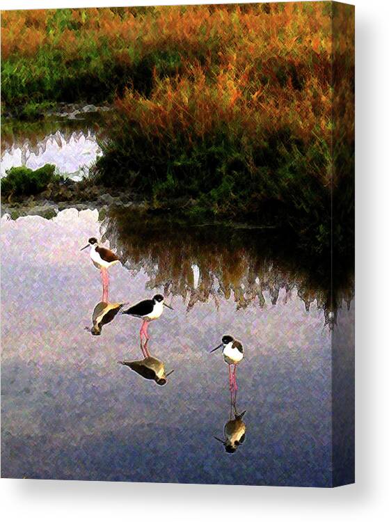 Black-necked Stilts Canvas Print featuring the digital art Black-Necked Stilts by Timothy Bulone