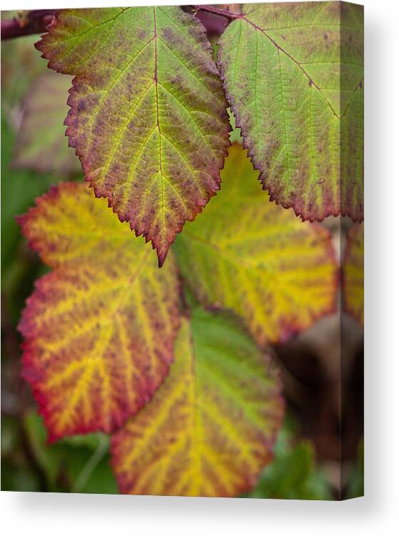 Leaves Canvas Print featuring the photograph Blackberry Autumn by Denise Dethlefsen