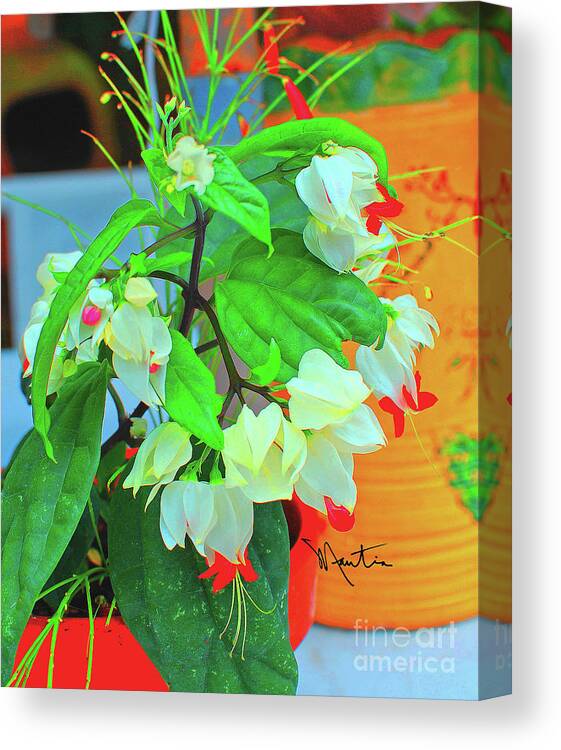 Bleeding Heart Flower Canvas Print featuring the photograph Bleeding Heart II by Art Mantia