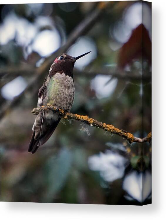Humming Bird Canvas Print featuring the photograph Blending In by Wayne Enslow