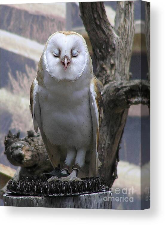 Barn Canvas Print featuring the photograph Blinking Owl by Louise Magno