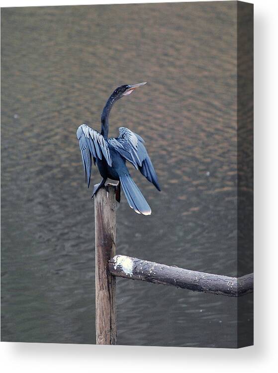 Bird Canvas Print featuring the photograph Blue Darter by Robert Meanor