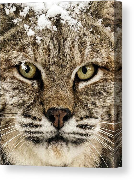 Categories Canvas Print featuring the photograph Bobcat Whiskers by Dawn Key