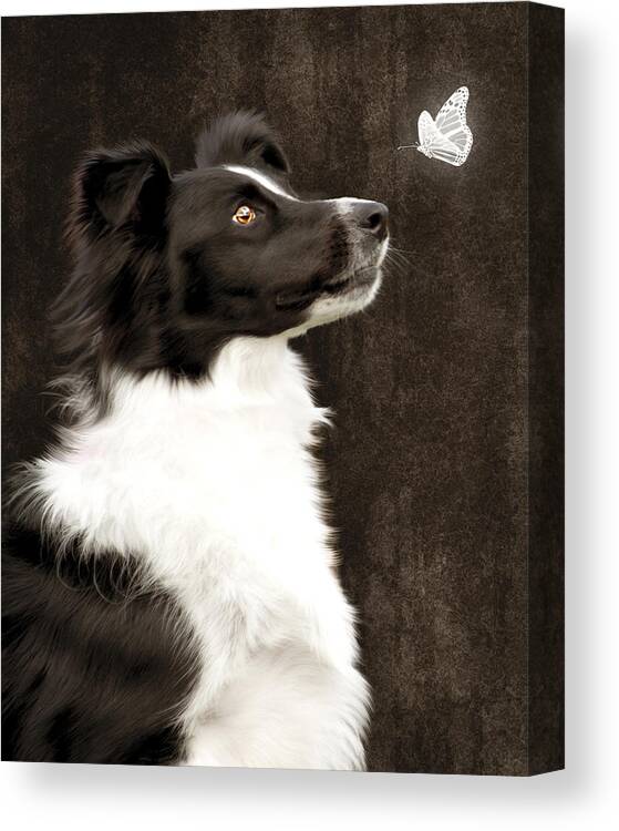 Dog Canvas Print featuring the photograph Border Collie Dog Watching Butterfly by Ethiriel Photography