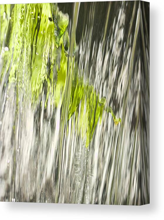 Calloway Gardens Canvas Print featuring the photograph Branch in Fountain by Gregory Scott