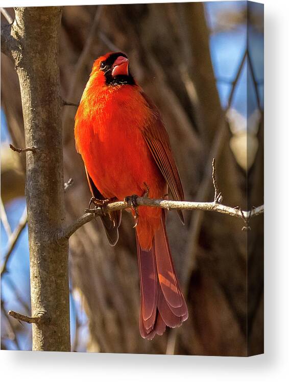 Cardinal Canvas Print featuring the photograph Bright Boy by Rob Davies