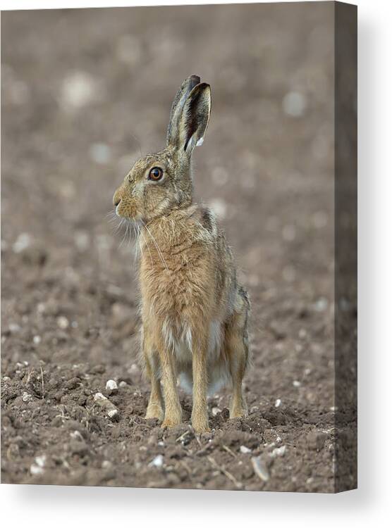 Brown Canvas Print featuring the photograph Brown Hare On Ploughed Field by Pete Walkden