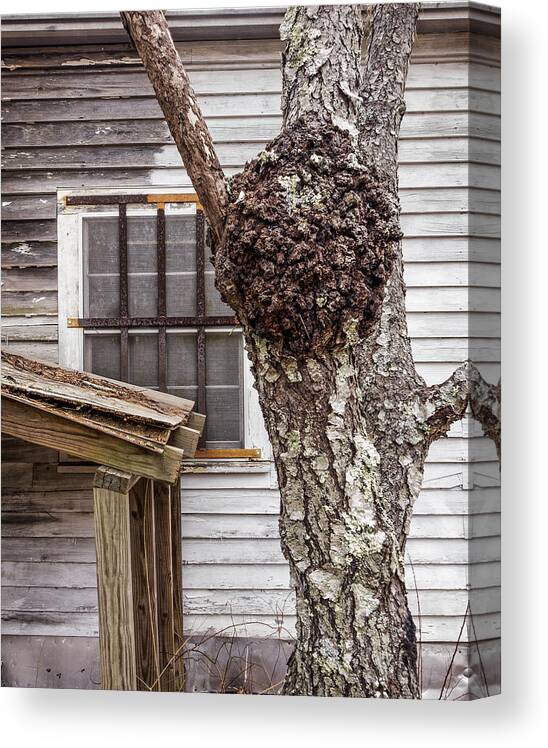 Old Canvas Print featuring the photograph Burl and Window by Frank Winters