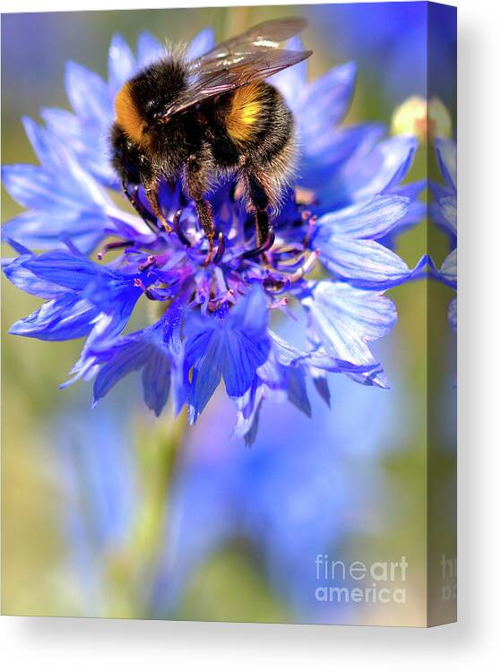 Cornflower Canvas Print featuring the photograph Busy Little Bee by Baggieoldboy