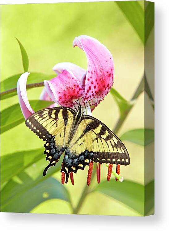 Butterfly Canvas Print featuring the photograph Butterfly and Lily by Garden Gate