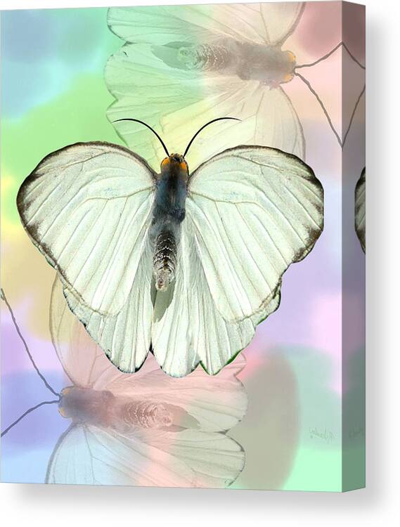 Butterfly Canvas Print featuring the photograph Butterfly, Butterfly by Rosalie Scanlon