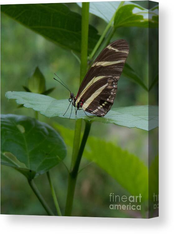 Butterfly Canvas Print featuring the photograph Butterfly 2 by Christy Garavetto