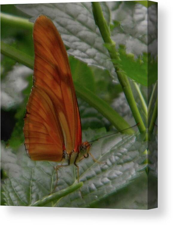 Butterfly Photography Canvas Print featuring the photograph Butterfly smile by Manuela Constantin