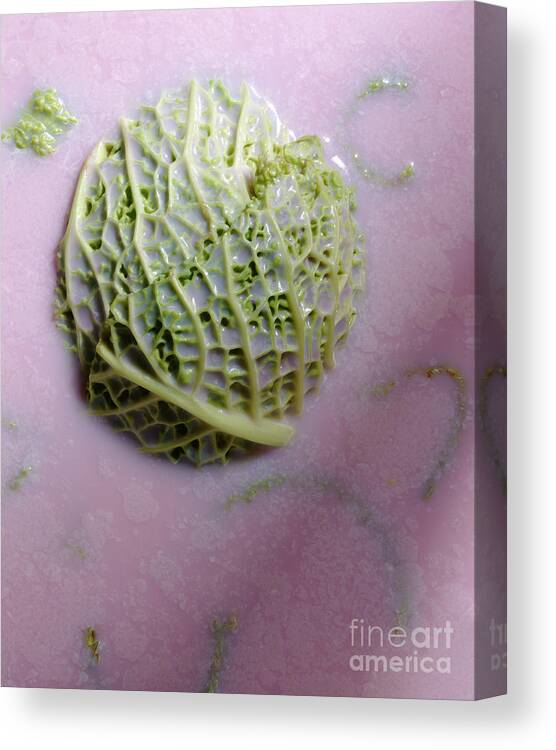 Arty Canvas Print featuring the photograph Cabbage by Stefania Levi