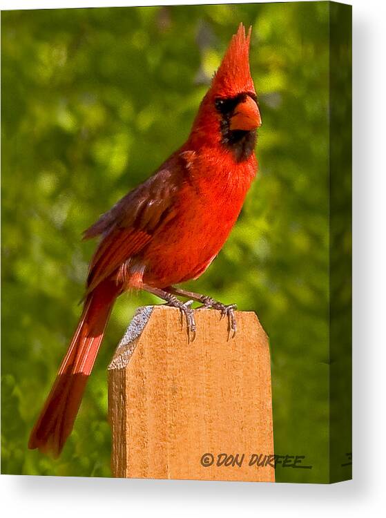 Cardinal Canvas Print featuring the photograph Cardinal On Fence by Don Durfee
