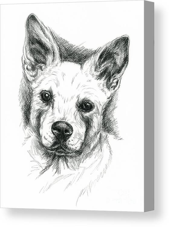 Dog Canvas Print featuring the drawing Carolina Dog Charcoal Portrait by MM Anderson