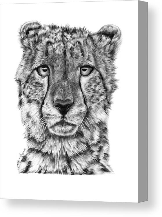 Cheetah Canvas Print featuring the drawing Cassandra the Cheetah by Abbey Noelle