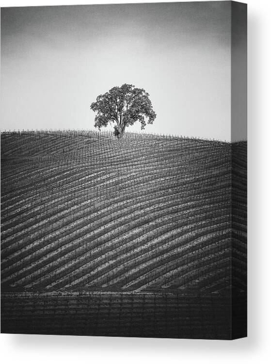 Paso Robles Canvas Print featuring the photograph Casually Heroic by Joseph Smith