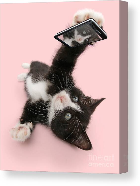 Black And White Canvas Print featuring the photograph Cat Selfie by Warren Photographic