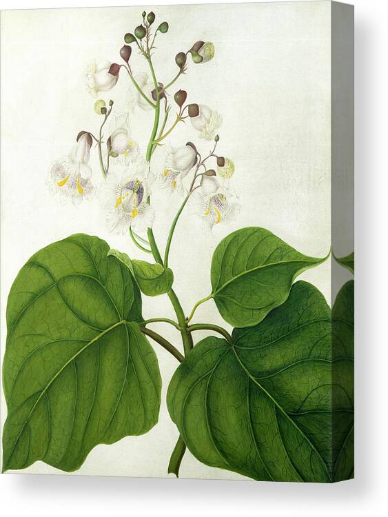 Still-life Canvas Print featuring the painting Catalpa Speciosa by Matilda Conyers