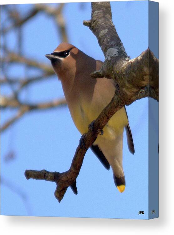Wildlife Canvas Print featuring the photograph Cedar Waxwing by John Benedict