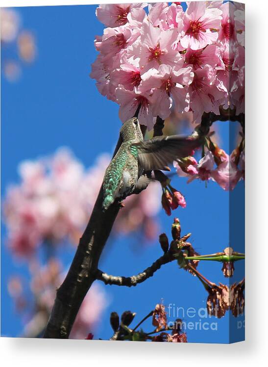 Japanese Canvas Print featuring the photograph Cherry Blossoms 3 by Cheryl Del Toro