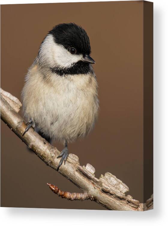 Bird Canvas Print featuring the photograph Chickadee by Jody Partin