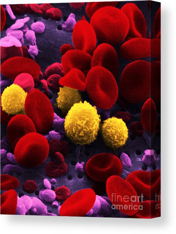 Scanning Electron Micrograph Canvas Print featuring the photograph Circulating Human Blood, Sem by Omikron
