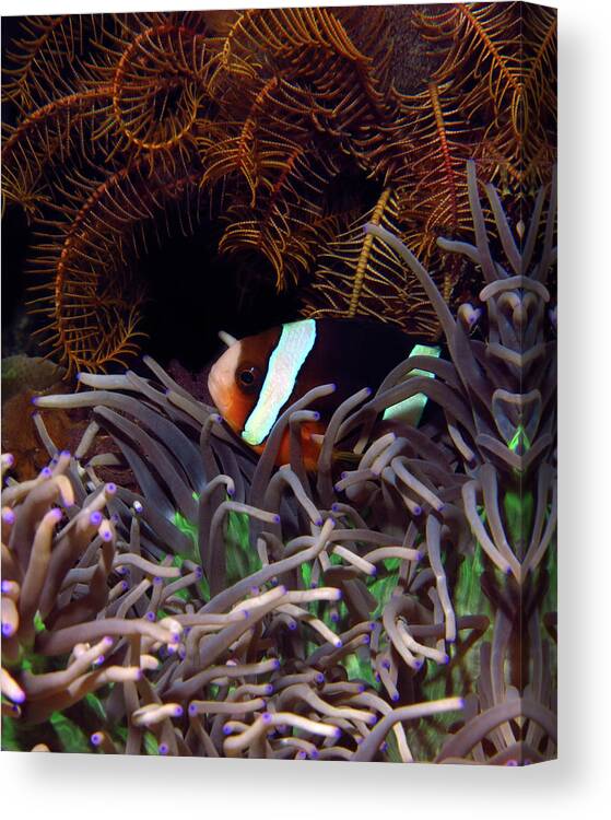 Clark's Anemonefish Canvas Print featuring the photograph Clark's Anemonefish, Indonesia 2 by Pauline Walsh Jacobson