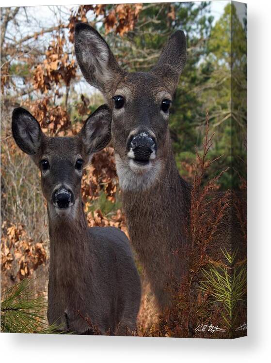 Deer Canvas Print featuring the photograph Closeness by Bill Stephens