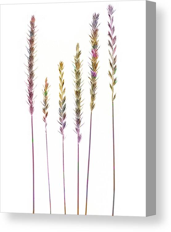 Grasses Canvas Print featuring the digital art Colorful Grasses by Sandra Foster