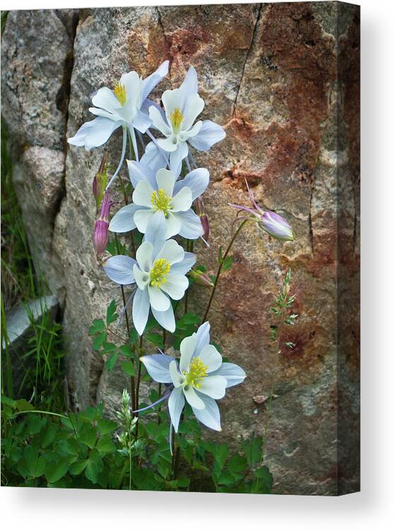  Canvas Print featuring the photograph Columbines #2 by John Strong