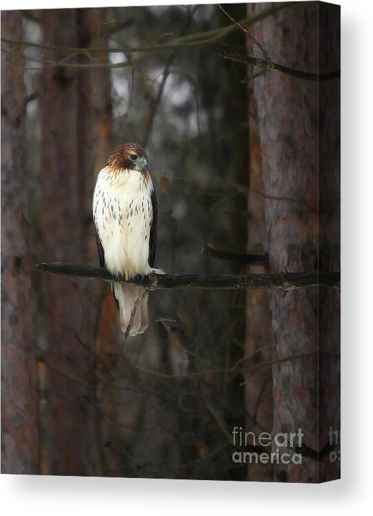 Hawk Canvas Print featuring the photograph Cooper's Hawk by Clare VanderVeen