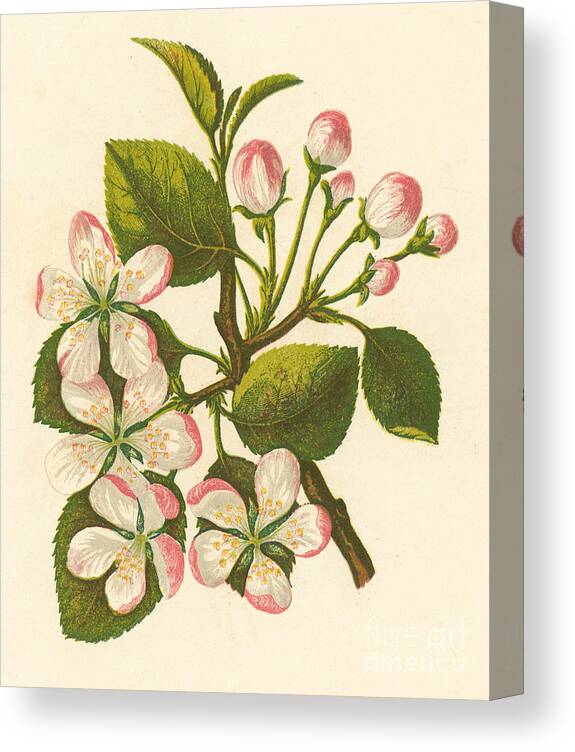 Crab Apple Canvas Print featuring the painting Crab Apple, Pyrus Malus by English School