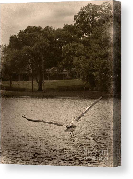 Bird Canvas Print featuring the photograph Crane in Flight by Laurie Hasan