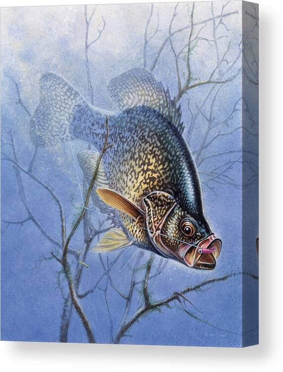 Jon Q Wright Canvas Print featuring the painting Crappie Cover Tangle by JQ Licensing