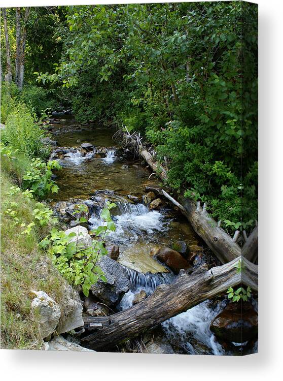 Nature Canvas Print featuring the photograph Creek on Mt. Spokane 1 by Ben Upham III