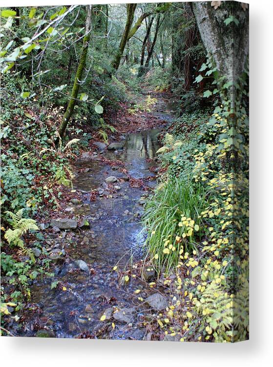 Mount Tamalpais Canvas Print featuring the photograph Creek on Mt Tamalpais 2 by Ben Upham III