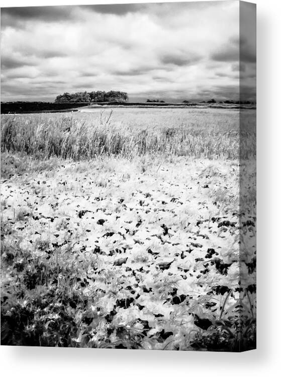 Ice Canvas Print featuring the photograph Crunchy Marsh by Hayden Hammond