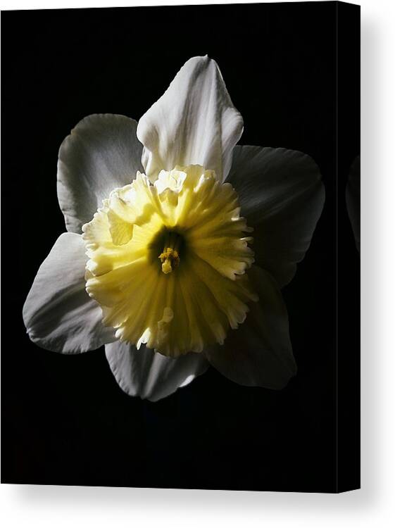 Daffodil Canvas Print featuring the photograph Daffodil By Sunlight by Brad Hodges