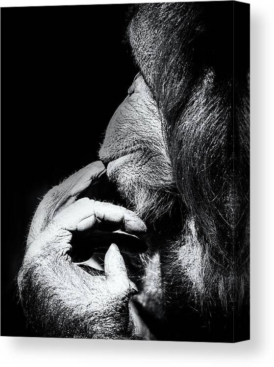 Crystal Yingling Canvas Print featuring the photograph Deep in Thought by Ghostwinds Photography