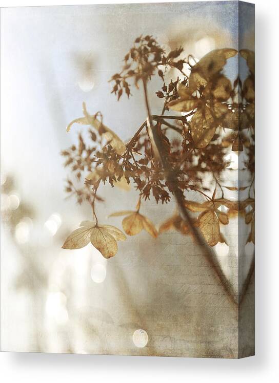 Brown Hydrangea Canvas Print featuring the photograph Delicate Hydrangea Blossoms in Earth Tones by Brooke T Ryan